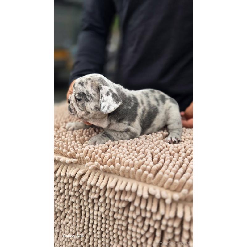 商談中の愛媛県のフレンチブルドッグ-415579の8枚目