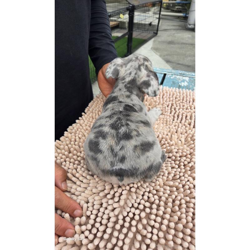 商談中の愛媛県のフレンチブルドッグ-415579の7枚目