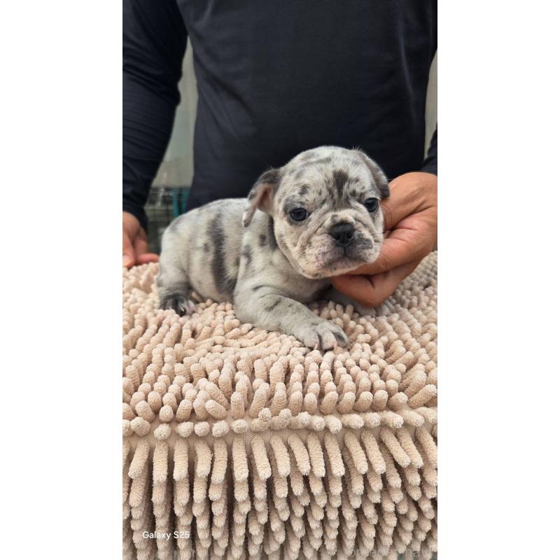 商談中の愛媛県のフレンチブルドッグ-415579の6枚目