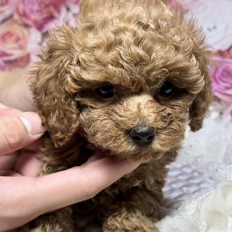 成約済の広島県のタイニープードル-414952の3枚目