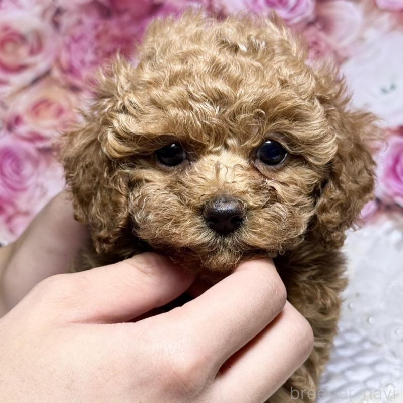 成約済の広島県のタイニープードル-414952の2枚目