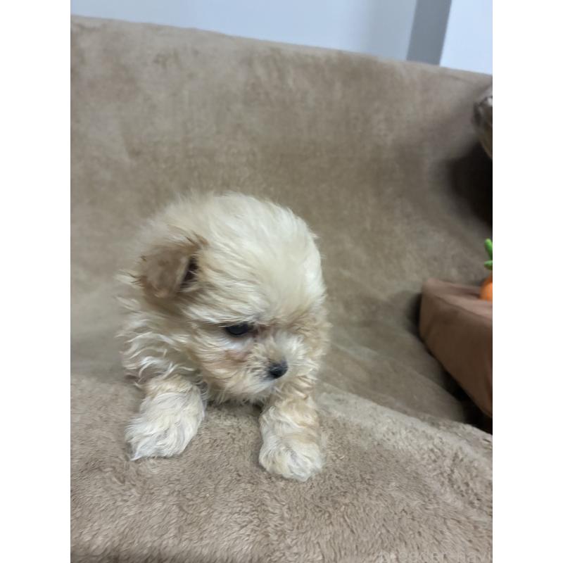 販売中の千葉県のミックス犬-416596の3枚目