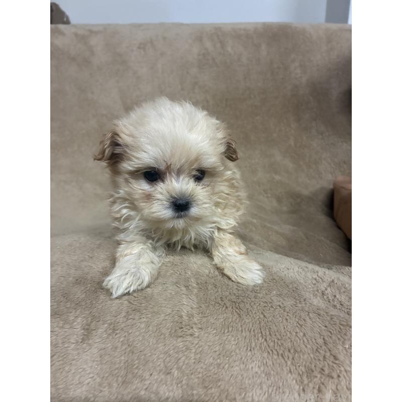 販売中の千葉県のミックス犬-416596の2枚目
