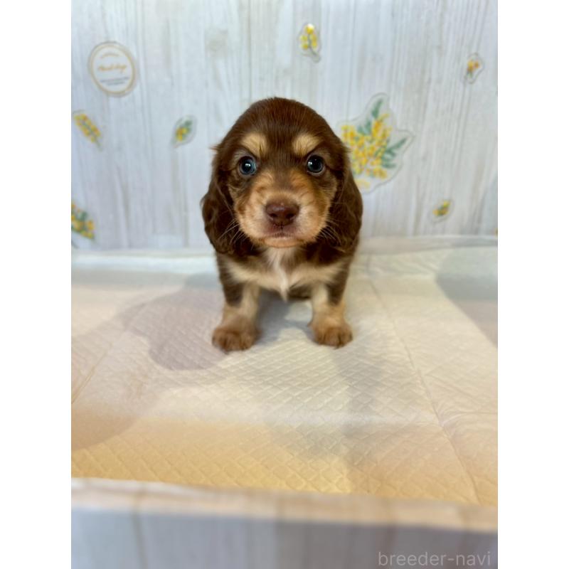 販売中の群馬県のミニチュアダックスフンド(ロングヘアード)-416606