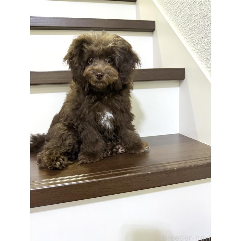 成約済の大阪府のタイニープードル-403285の6枚目