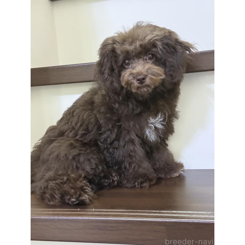 成約済の大阪府のタイニープードル-403285の5枚目