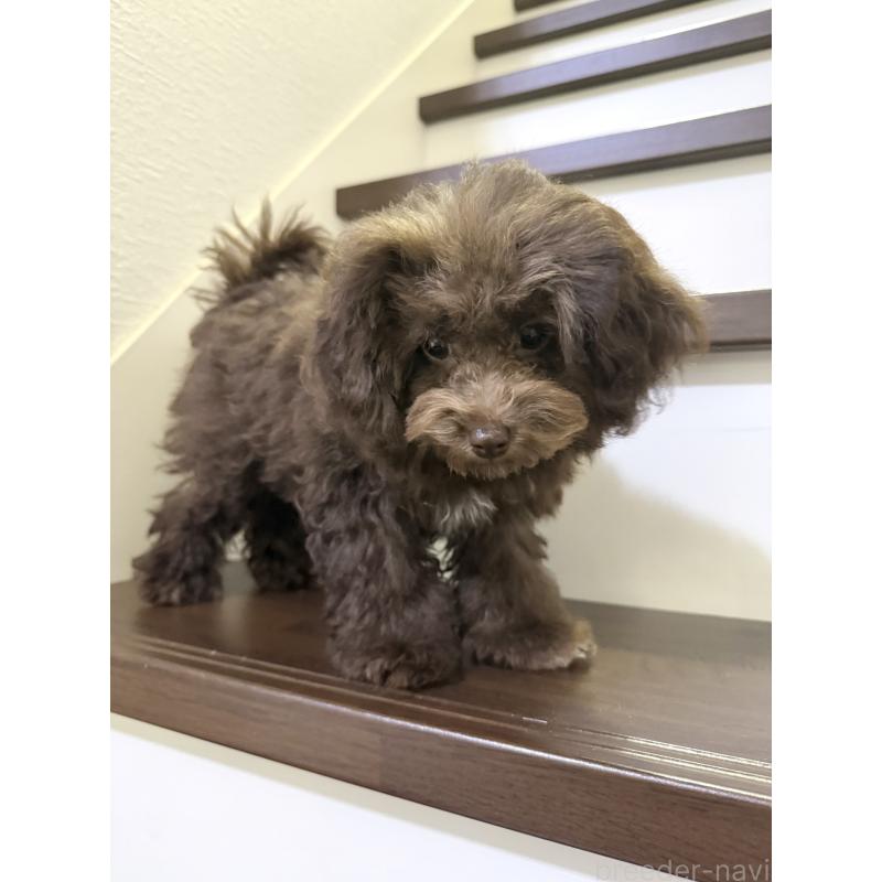 成約済の大阪府のタイニープードル-403285の4枚目