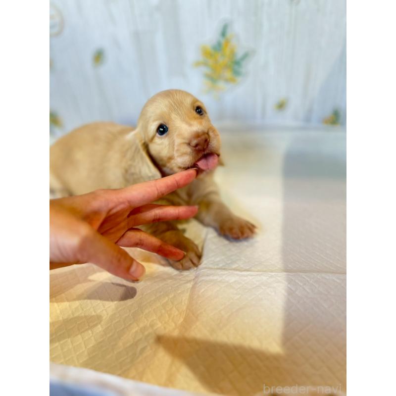 販売中の群馬県のミニチュアダックスフンド(ロングヘアード)-416609の3枚目