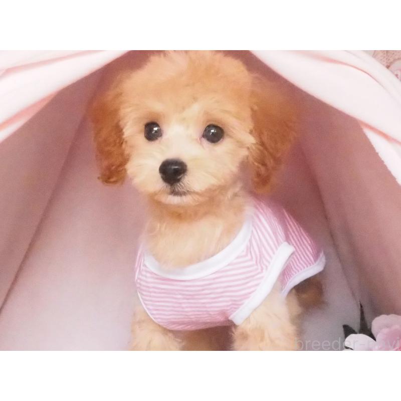 販売中の岡山県のミックス犬-405578の3枚目