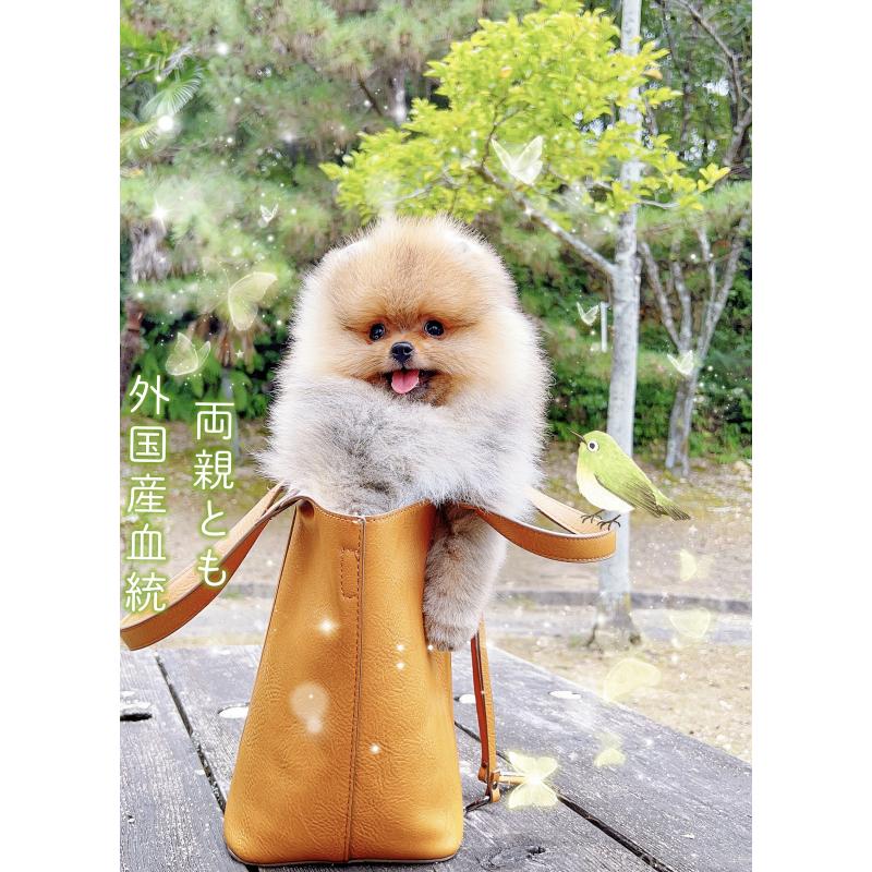 販売中の岐阜県のポメラニアン-407892
