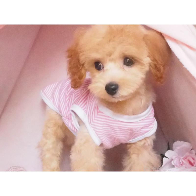 販売中の岡山県のミックス犬-405578の2枚目