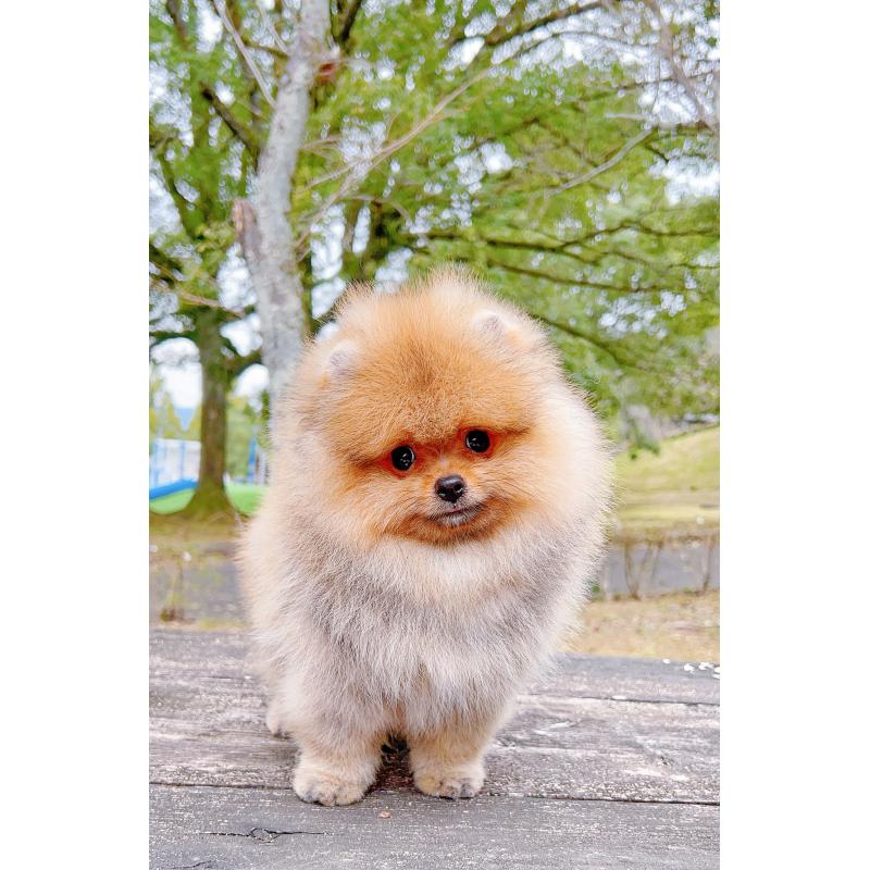 販売中の岐阜県のポメラニアン-407892の11枚目