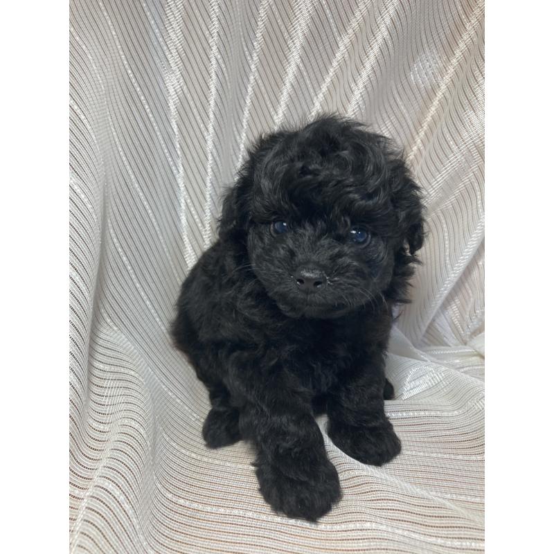 成約済の千葉県のトイプードル-413019の7枚目