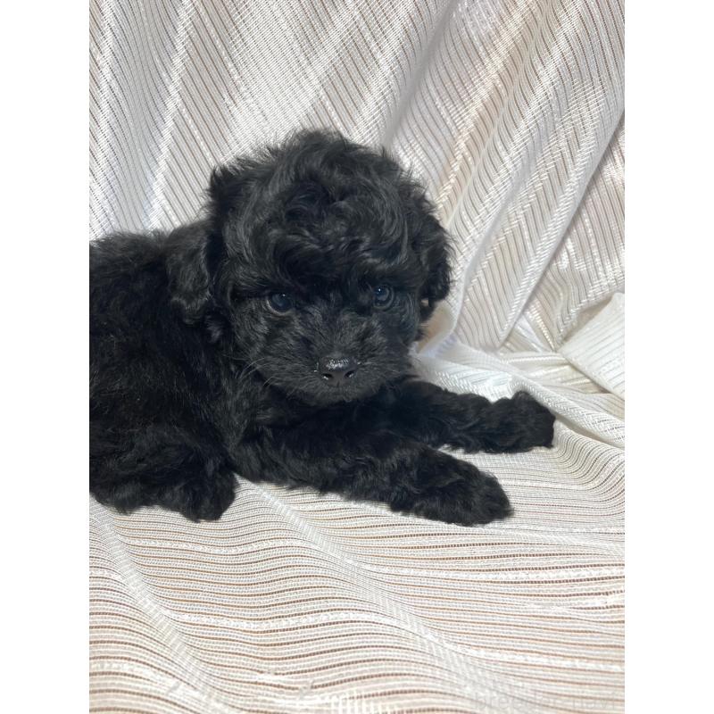 成約済の千葉県のトイプードル-413019の6枚目