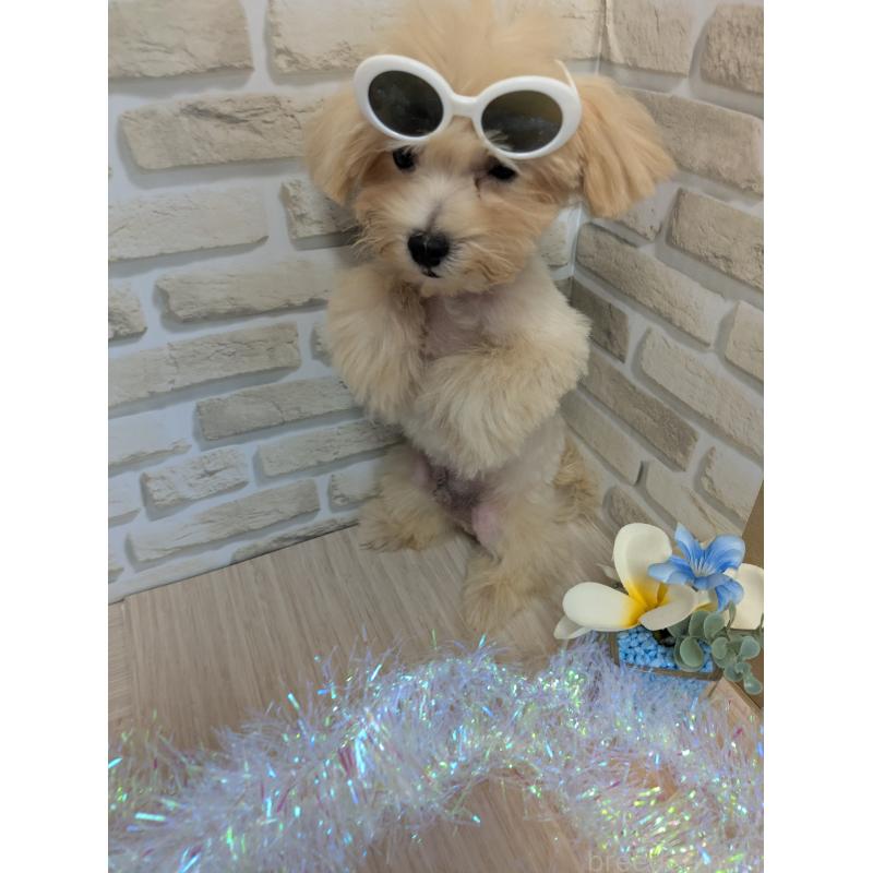 販売中の茨城県のミックス犬-405715の2枚目