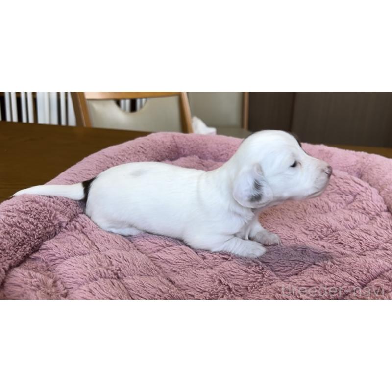 販売中の神奈川県のミニチュアダックスフンド(ロングヘアード)-416621の3枚目