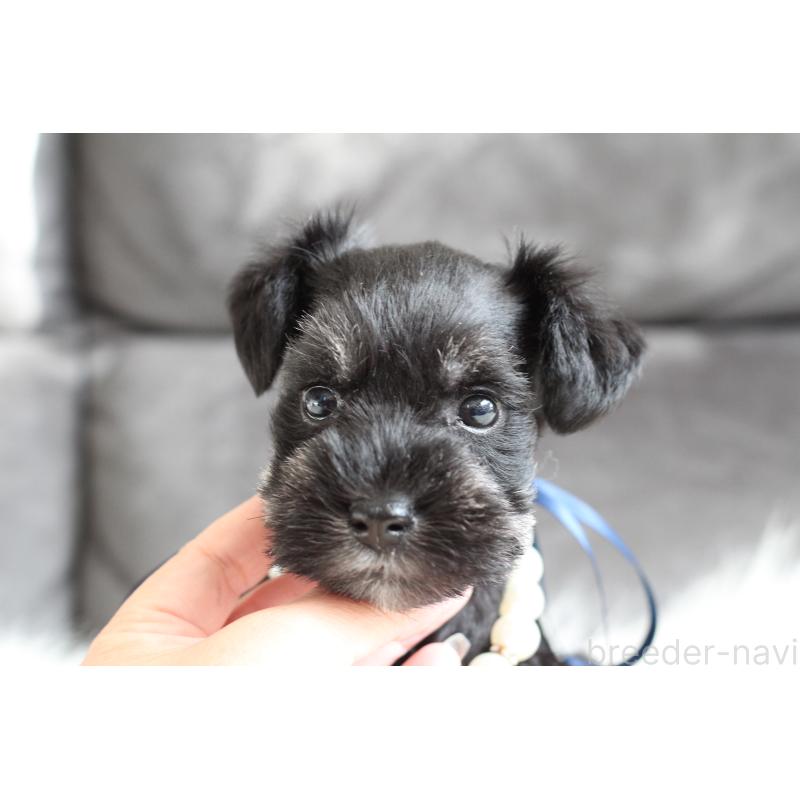 商談中の千葉県のミニチュアシュナウザー-414351の7枚目