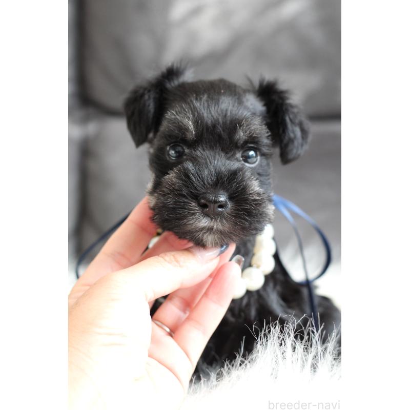 商談中の千葉県のミニチュアシュナウザー-414351の6枚目