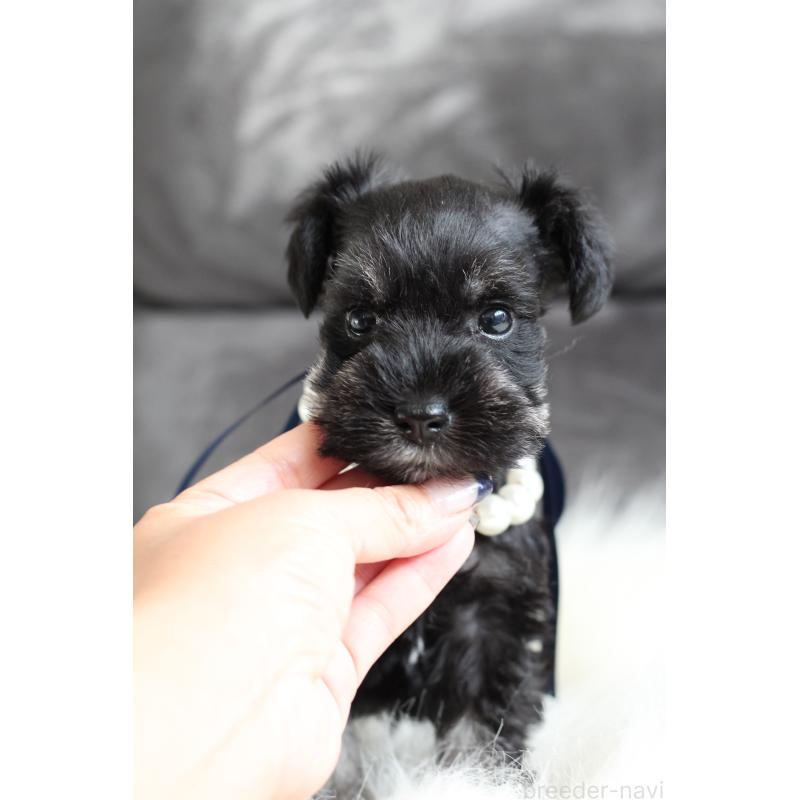 商談中の千葉県のミニチュアシュナウザー-414351の5枚目