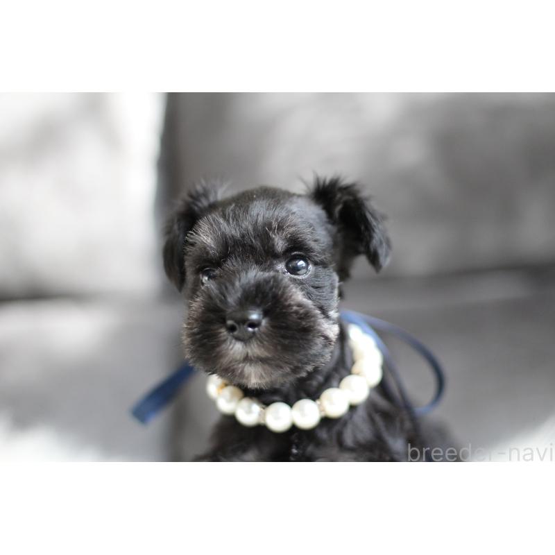 商談中の千葉県のミニチュアシュナウザー-414351の4枚目