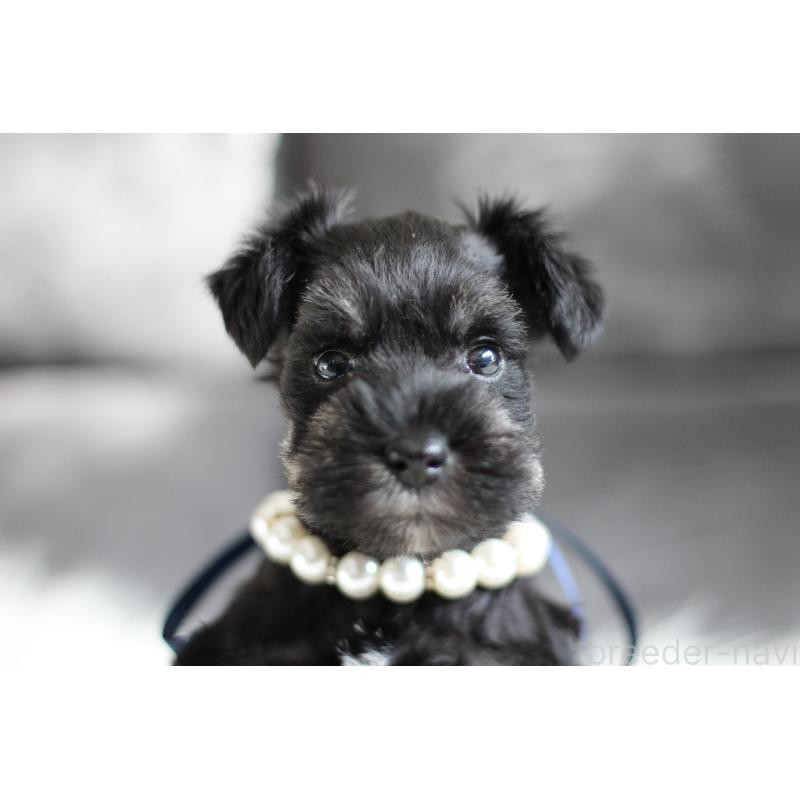 商談中の千葉県のミニチュアシュナウザー-414351の3枚目