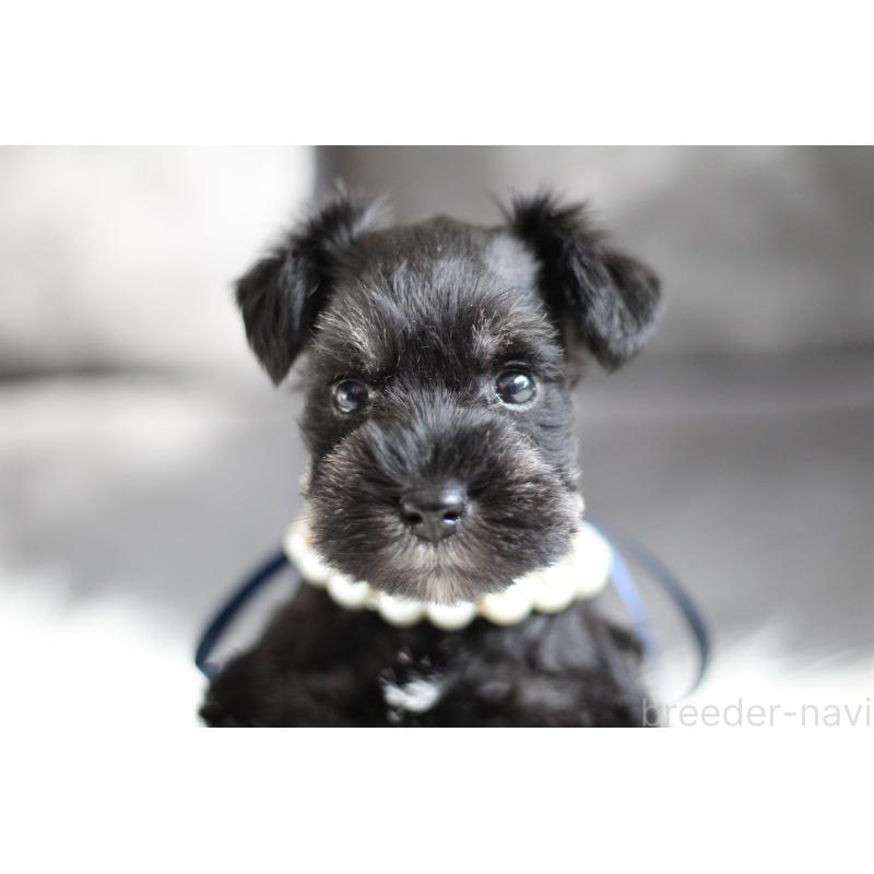 商談中の千葉県のミニチュアシュナウザー-414351の2枚目