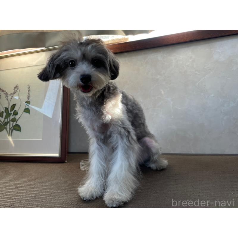 販売中の東京都のミックス犬-396844の4枚目