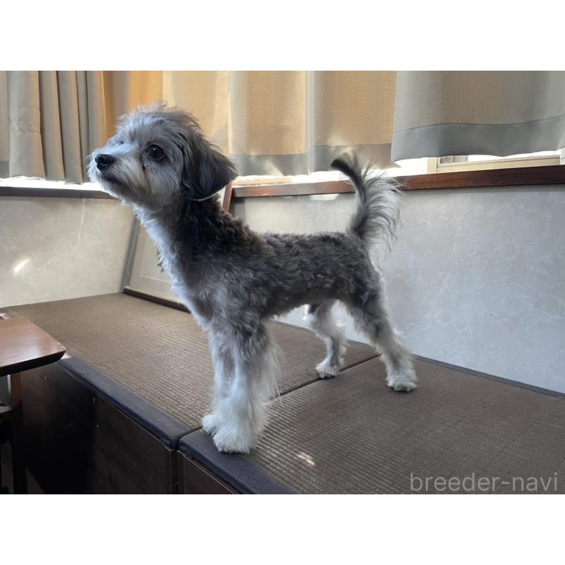 販売中の東京都のミックス犬-396844の3枚目