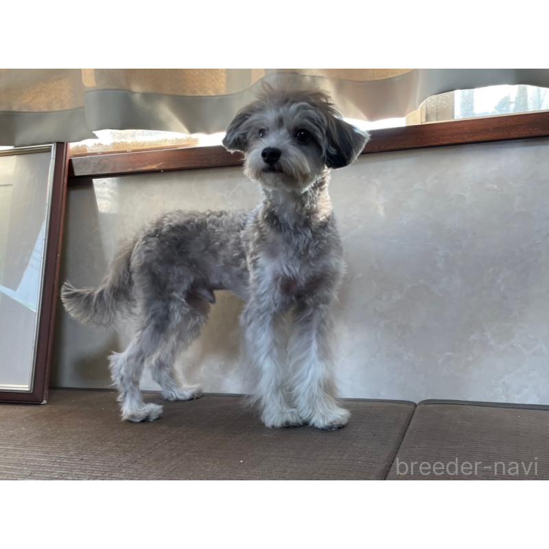 販売中の東京都のミックス犬-396844の2枚目