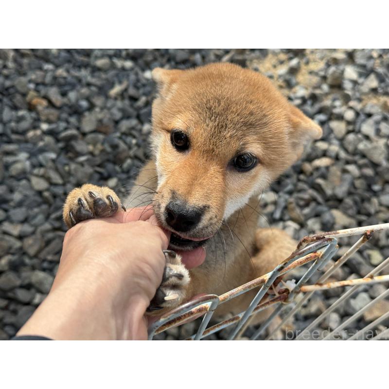 販売中の岡山県の柴犬-401129の4枚目