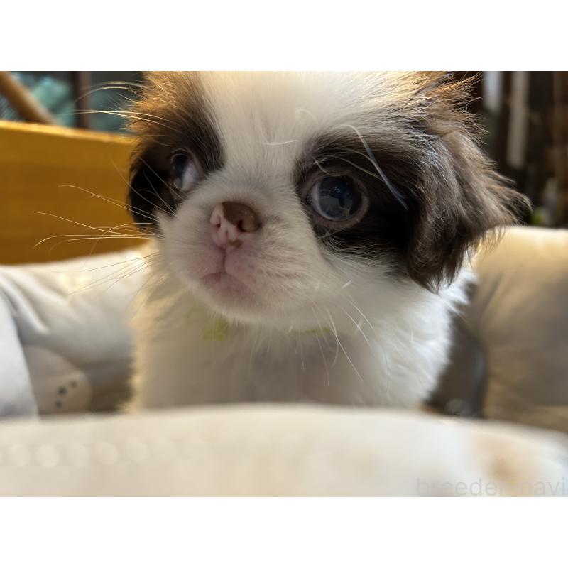 成約済の静岡県の狆 (チン)-415619の4枚目