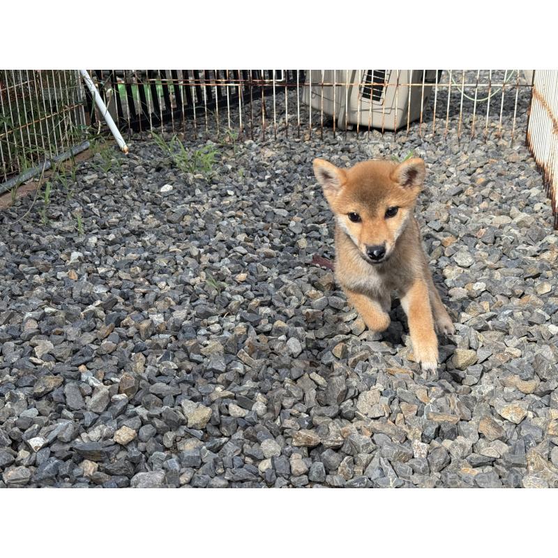 販売中の岡山県の柴犬-401129の3枚目