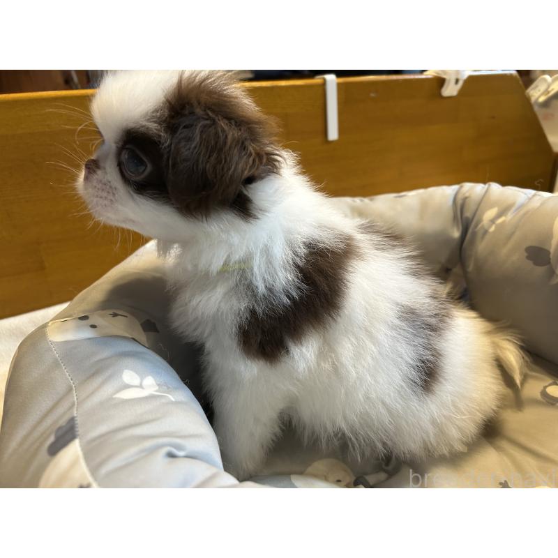 成約済の静岡県の狆 (チン)-415619の3枚目