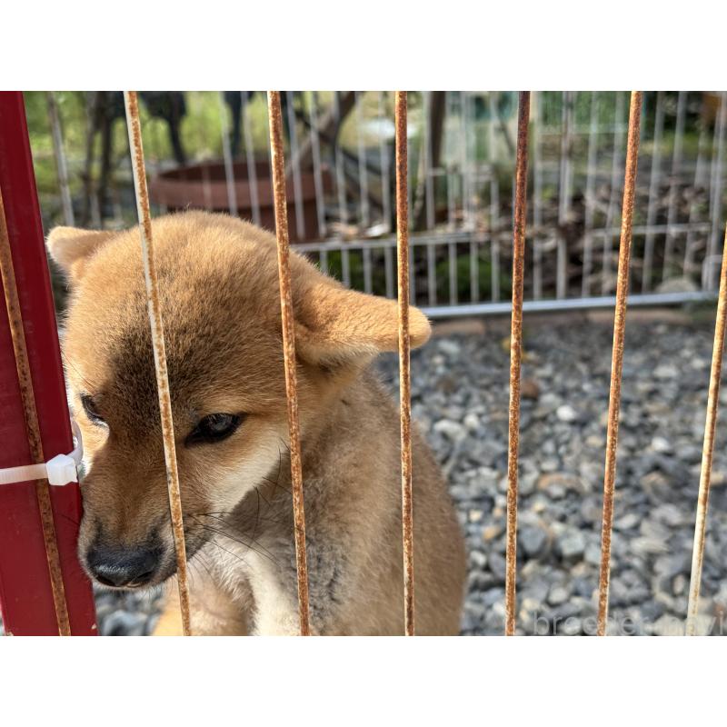 販売中の岡山県の柴犬-401129の2枚目