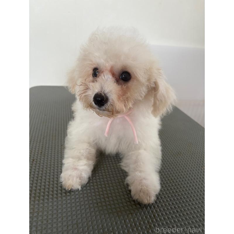 販売中の東京都のミックス犬-404064