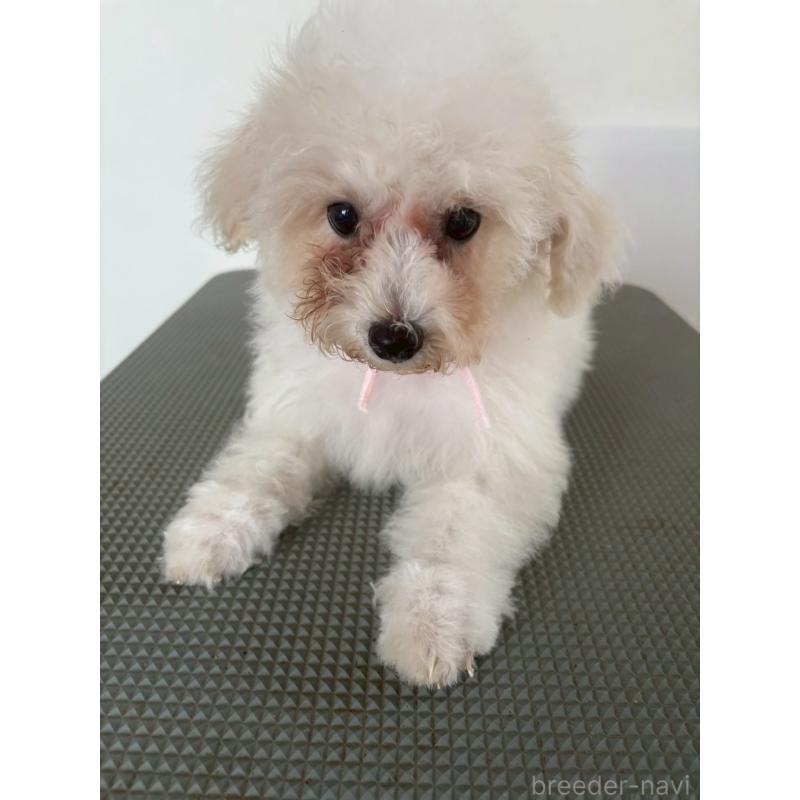 販売中の東京都のミックス犬-404064の10枚目