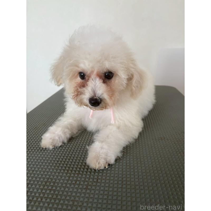 販売中の東京都のミックス犬-404064の9枚目