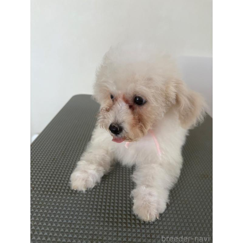 販売中の東京都のミックス犬-404064の8枚目