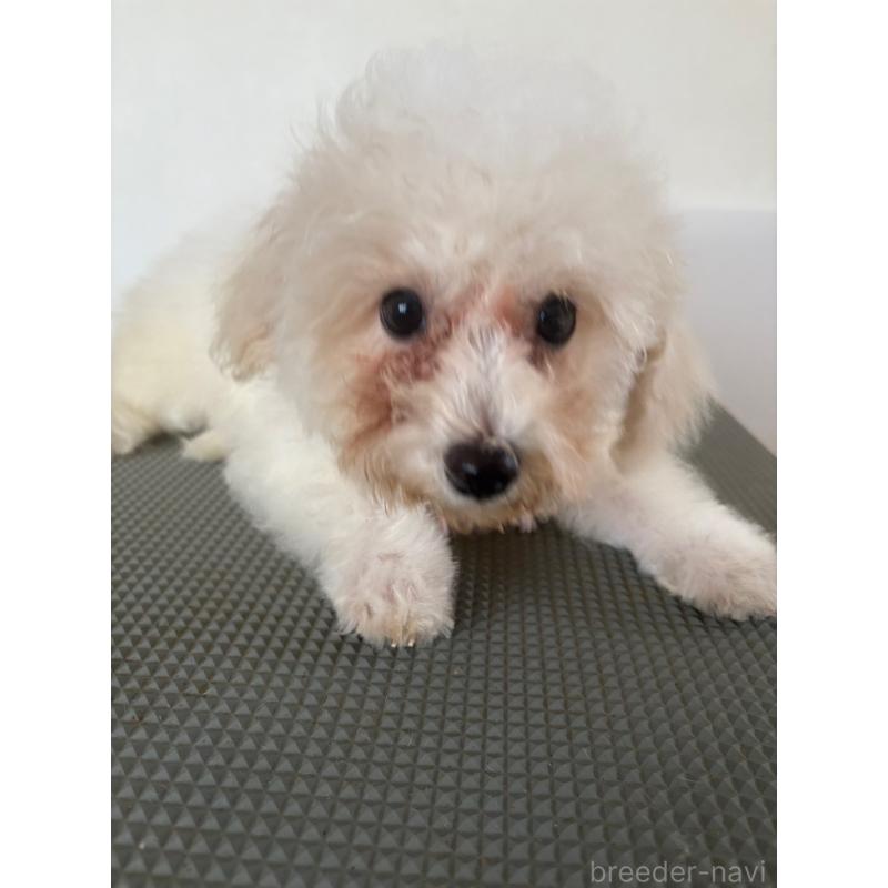 販売中の東京都のミックス犬-404064の7枚目