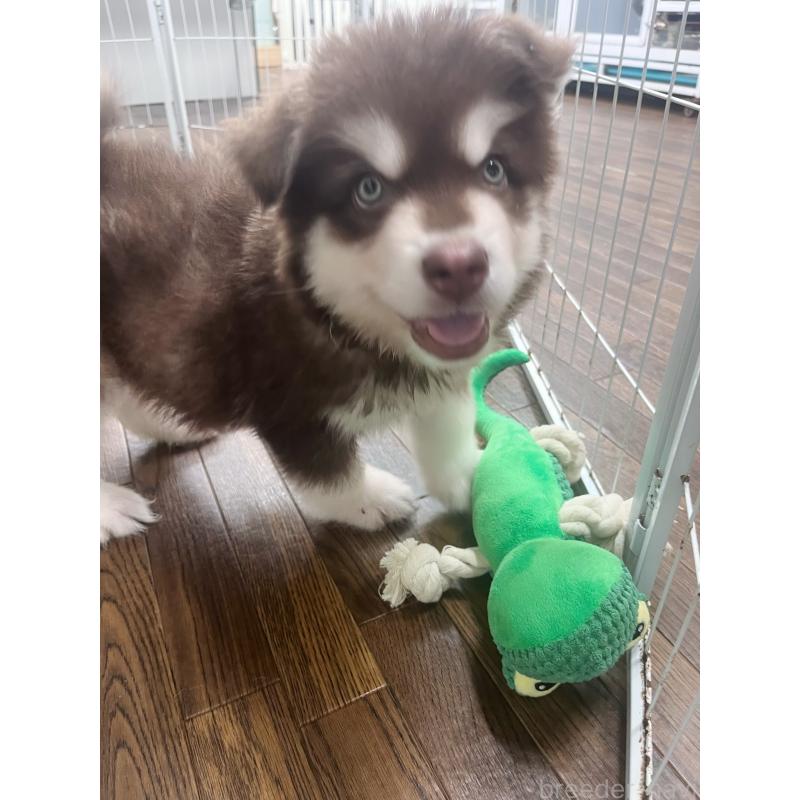 成約済の東京都のアラスカンマラミュート-413292の8枚目