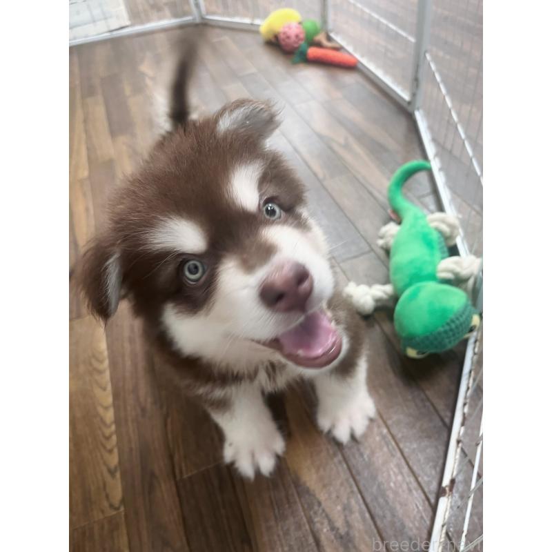 成約済ののアラスカンマラミュート-413292