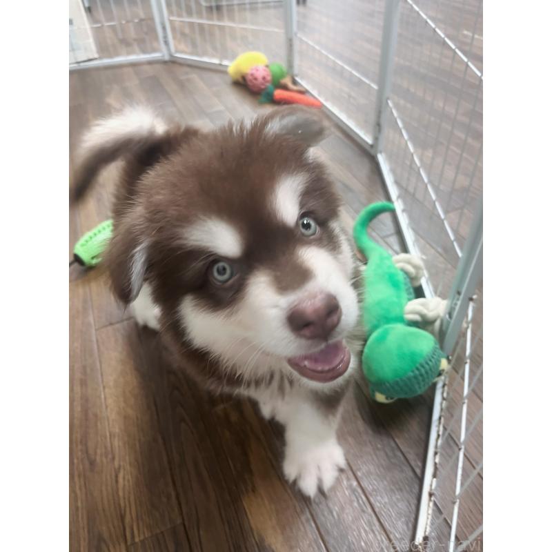 成約済の東京都のアラスカンマラミュート-413292の7枚目