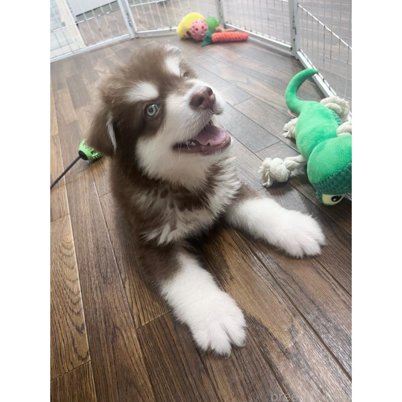 成約済の東京都のアラスカンマラミュート-413292の6枚目