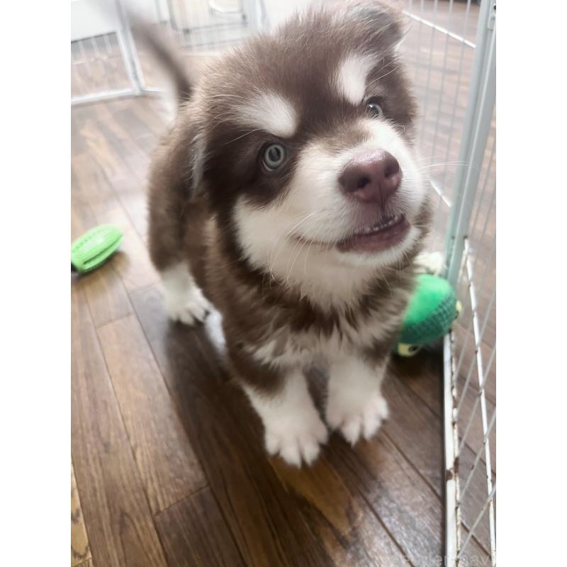 成約済の東京都のアラスカンマラミュート-413292の5枚目