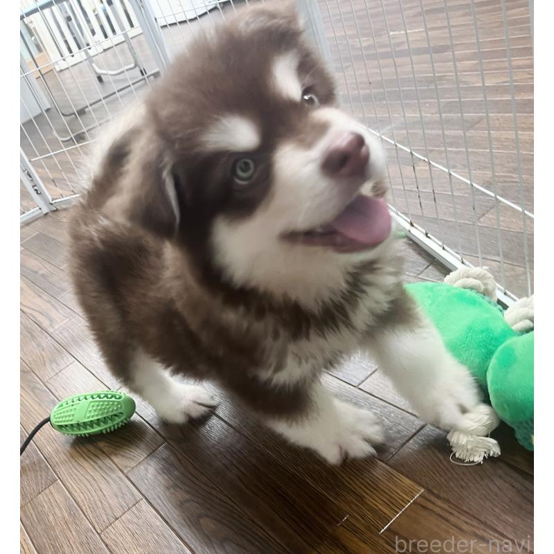 成約済の東京都のアラスカンマラミュート-413292の4枚目