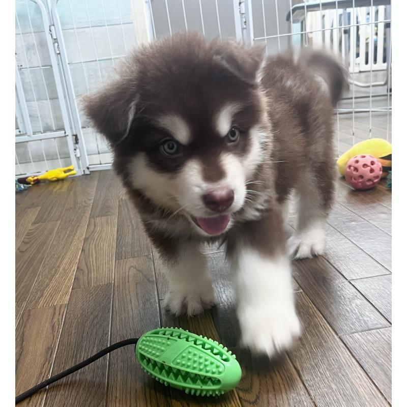 成約済の東京都のアラスカンマラミュート-413292の3枚目