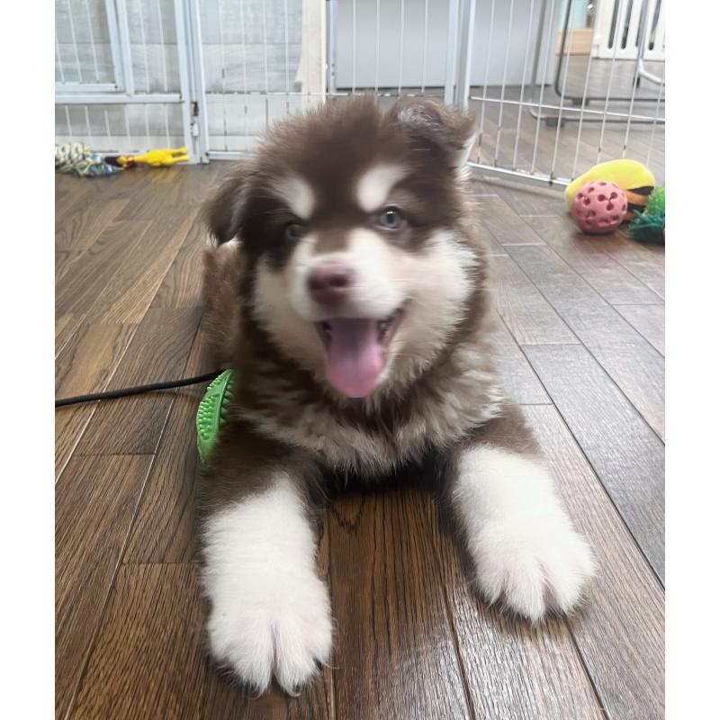 成約済の東京都のアラスカンマラミュート-413292の2枚目