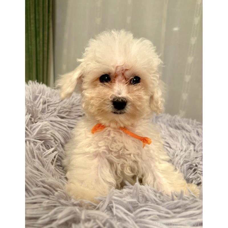 販売中の東京都のミックス犬-404061の13枚目