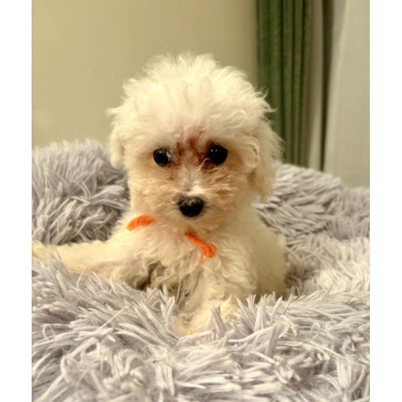 販売中の東京都のミックス犬-404061の12枚目