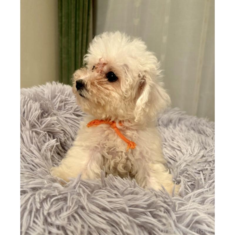 販売中の東京都のミックス犬-404061の11枚目